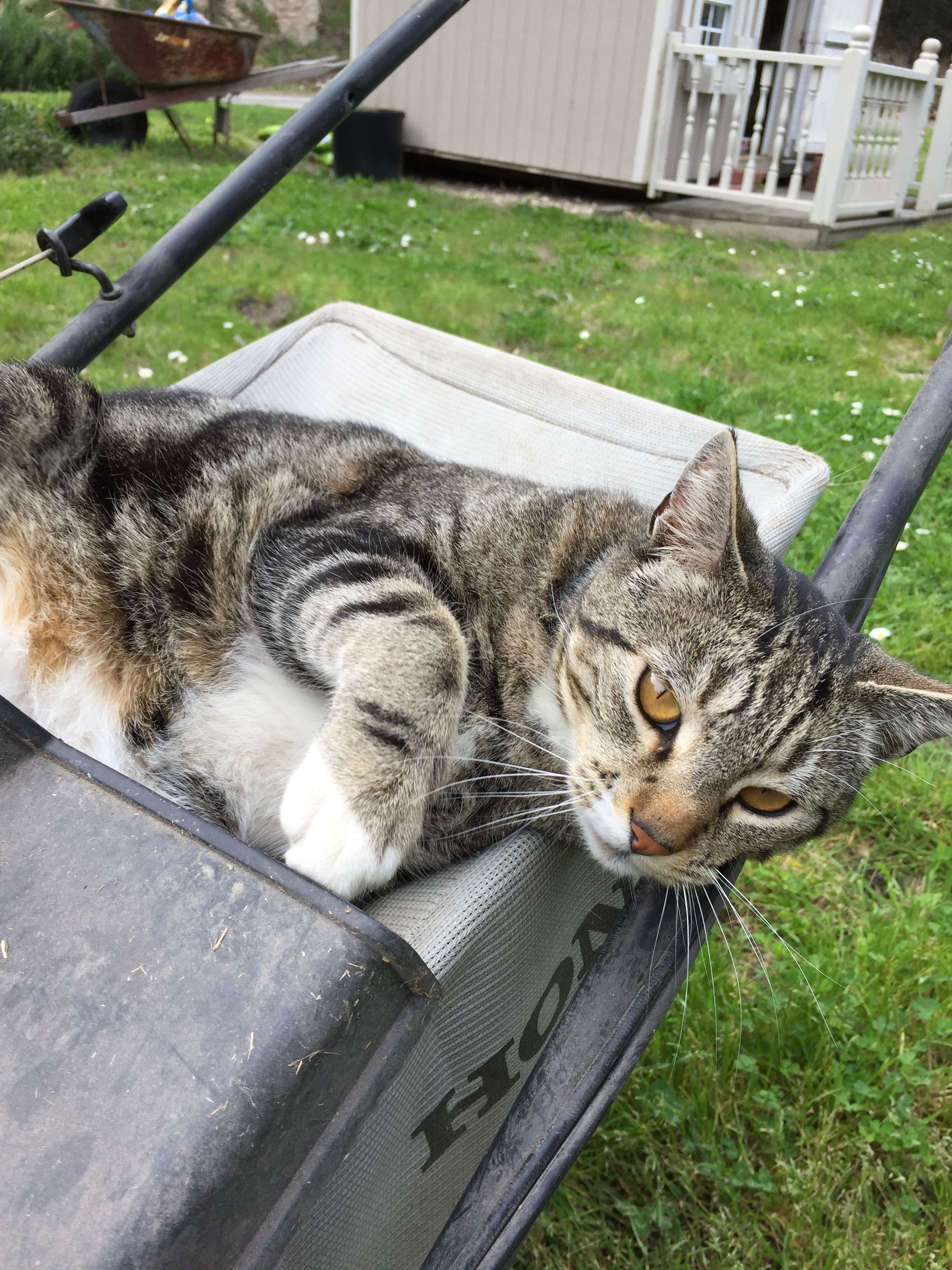 Scrubby, our beloved friend